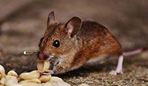 24 Hour & Emergency Exterminators in Lake Waccamaw, NC